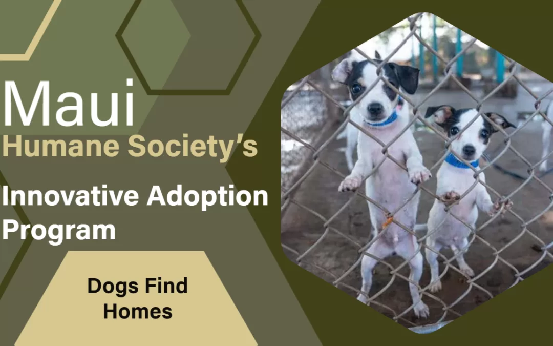 Maui Humane Society’s Innovative Adoption Program Helps Dogs Find Homes Across the US