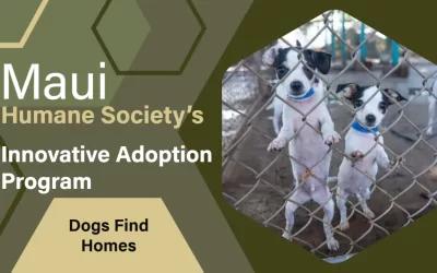 Maui Humane Society’s Innovative Adoption Program Helps Dogs Find Homes Across the US