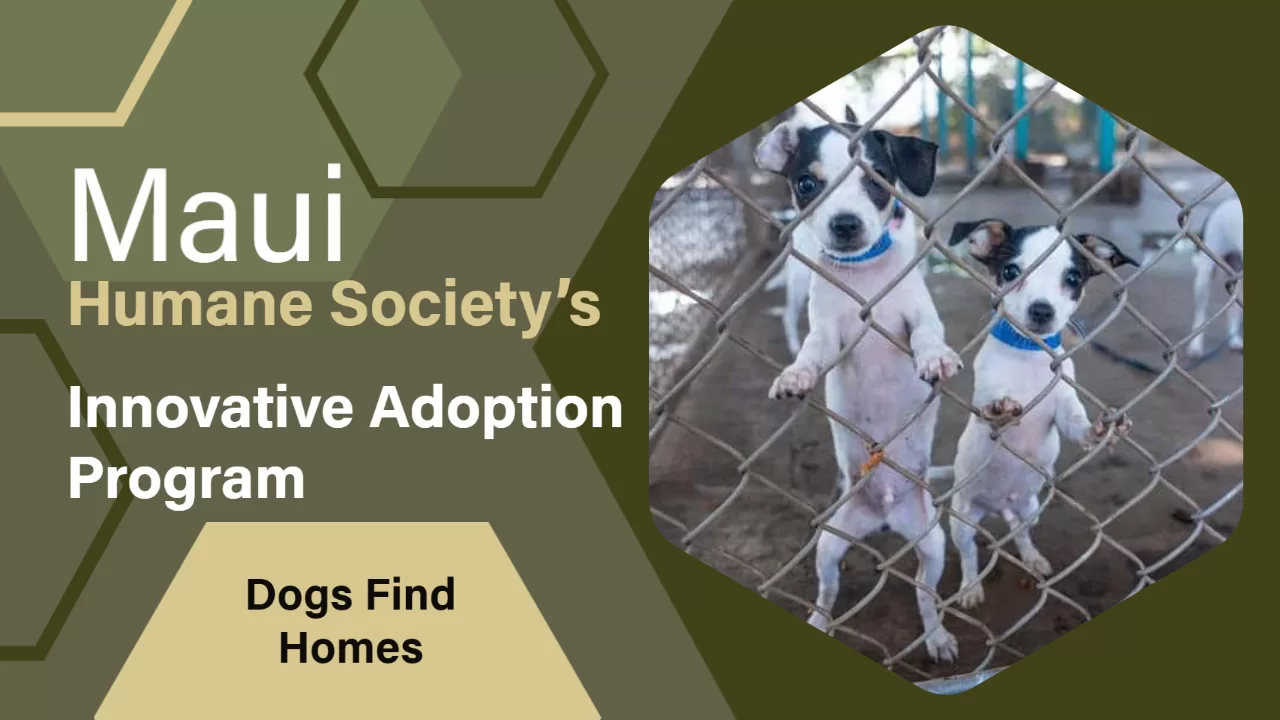Home 61 Maui Humane Society's Innovative Adoption Program Helps Dogs Find Homes Across the US